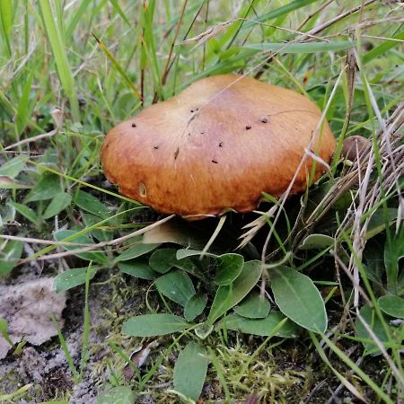 Agroturystyka Pod Dobrymi Skrzydlami Wiski 外观 照片